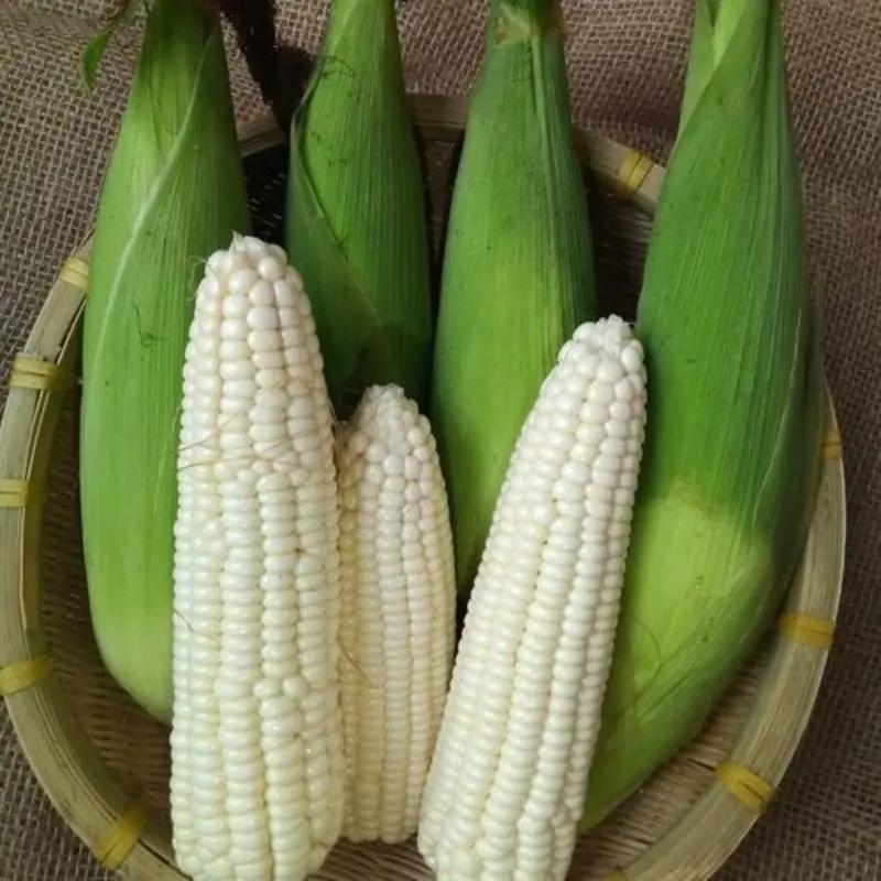 Mais Puti / Corn white