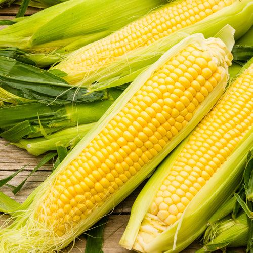 Yellow corn / Sweet Corn / Mais Dilaw