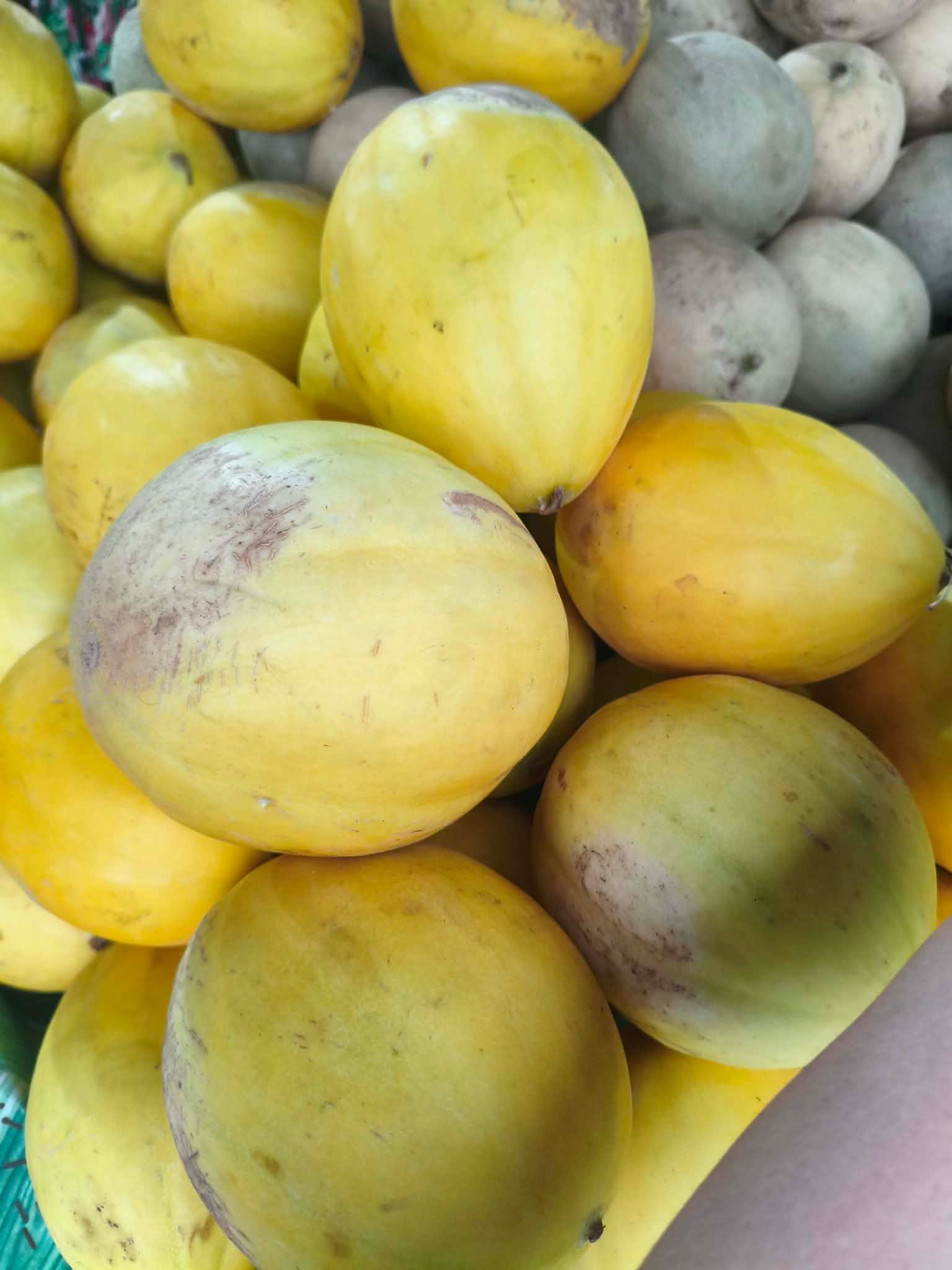 Honeydew