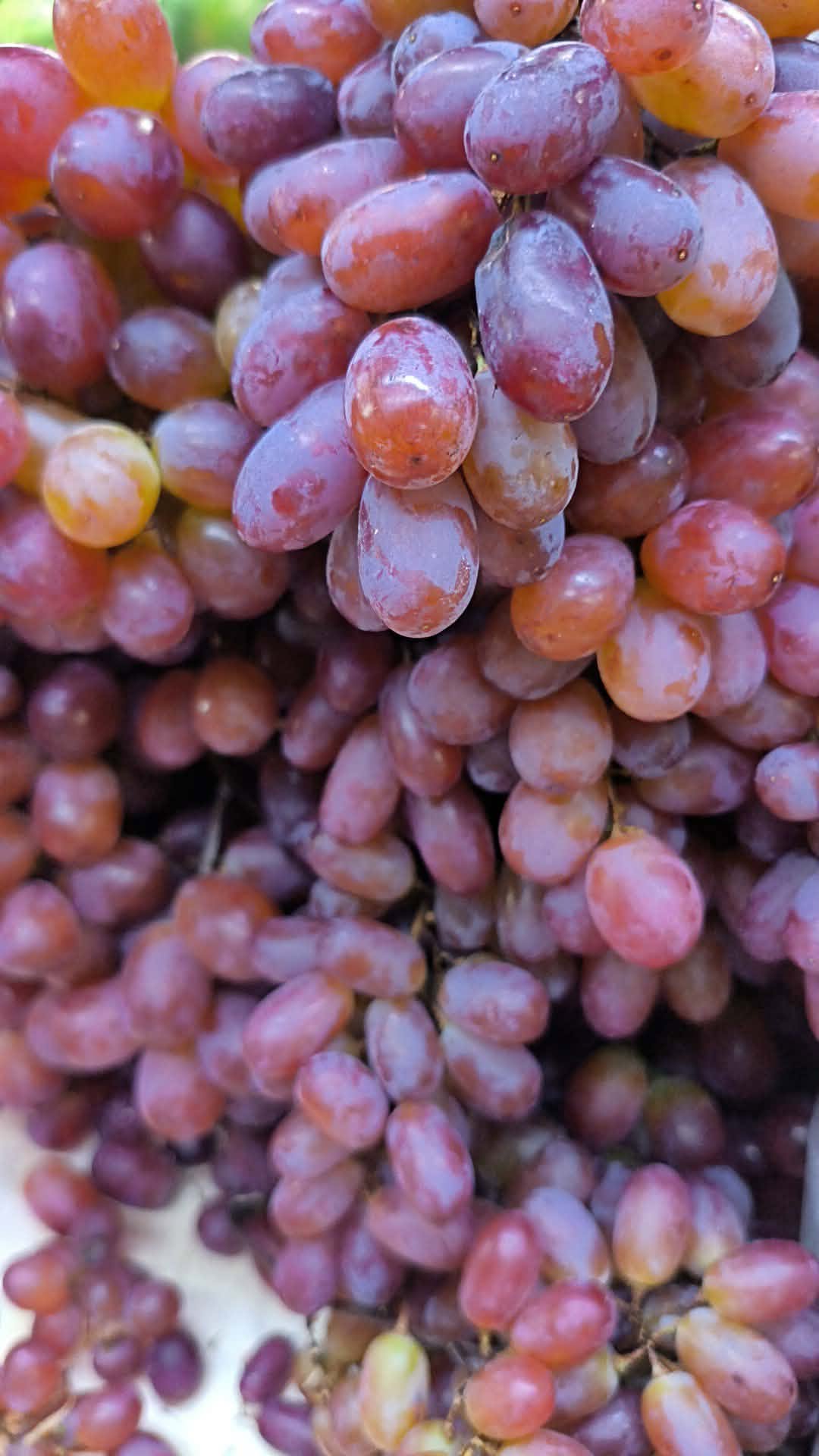 Grapes / Ubas (Seedless)