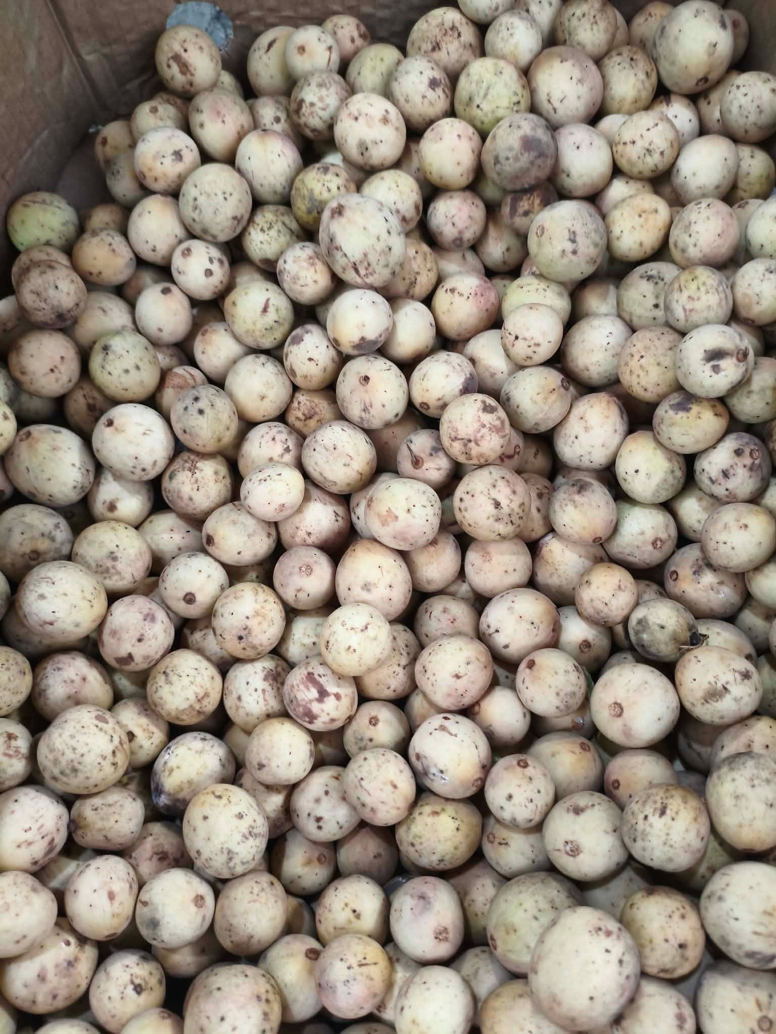 Lanzones